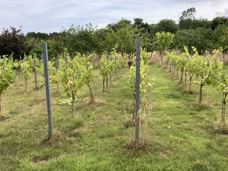 orchard