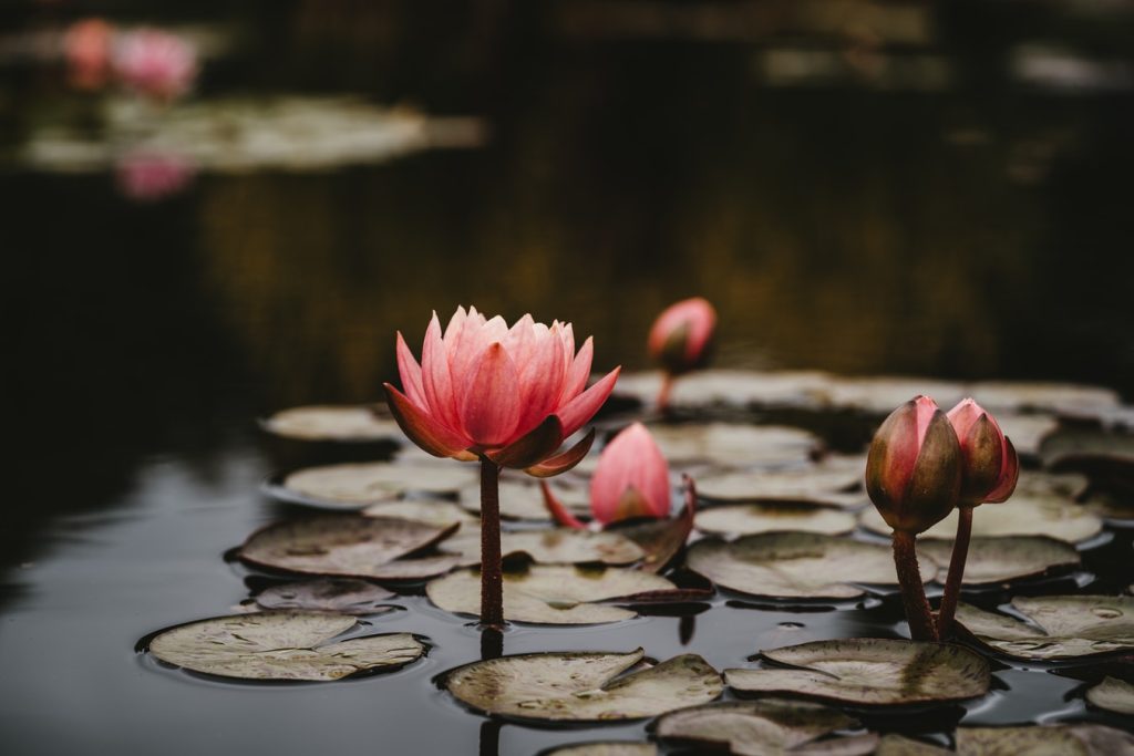 lotus leaves mindfulness